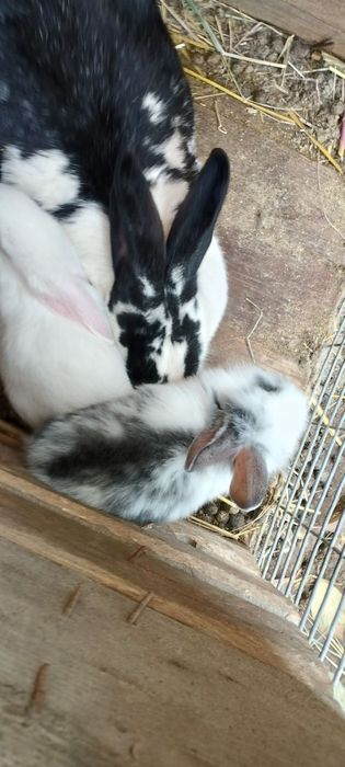 Кролики и его семейство 
Де