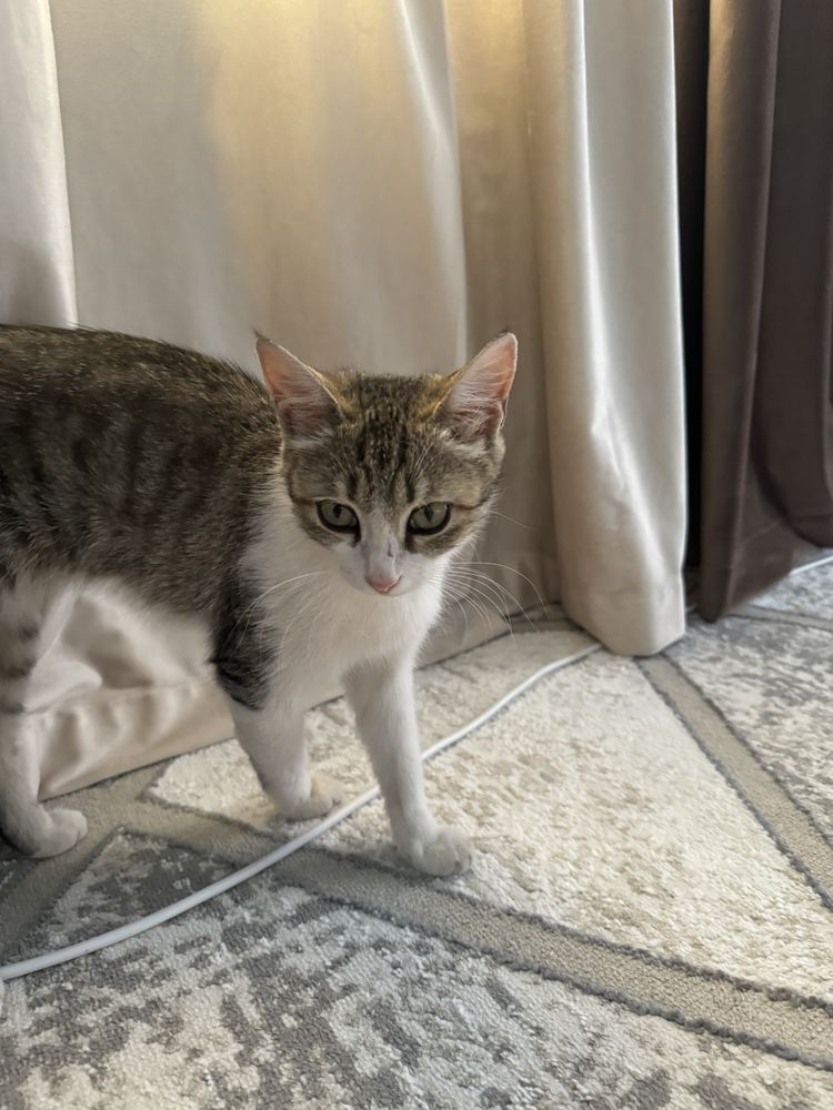Милый котенок 3 месяцев