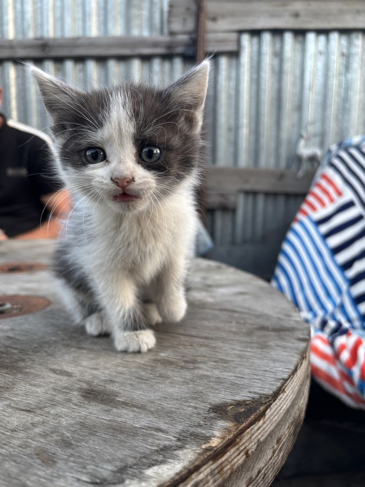 Отдам котят 2 девочки