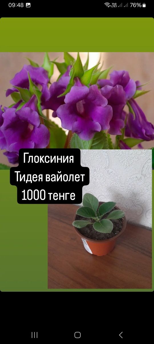 Декабрист золотой и розовый