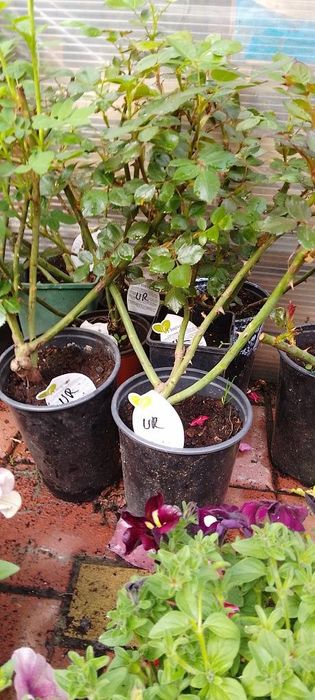 Vindem trandafiri cataratori ri la ghiveci  ,roși,albi,portocali,și ga