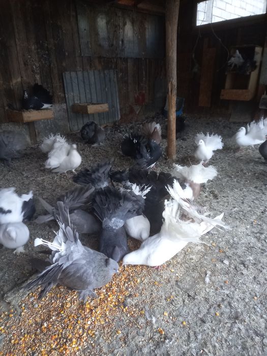 Vind porumbei jucători