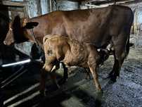 Vand vaca angus cu vitel