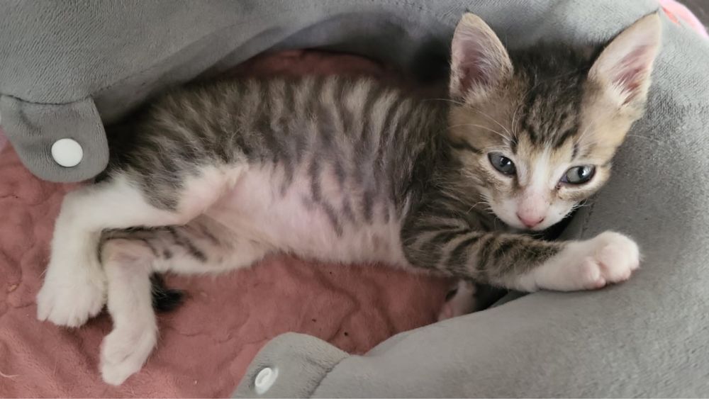 Котенка в добрые руки