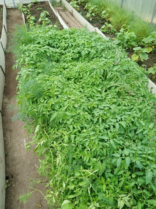 Продажа рассады.Помидоры сорта разные.от крупных до мелких.Огурцы .