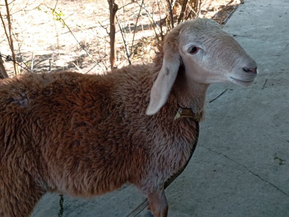 Барашки двое продам