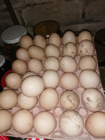 Ouă pentru incubat rață mută