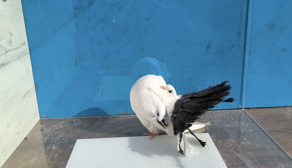 Voltați linie nouă și voltați indieni