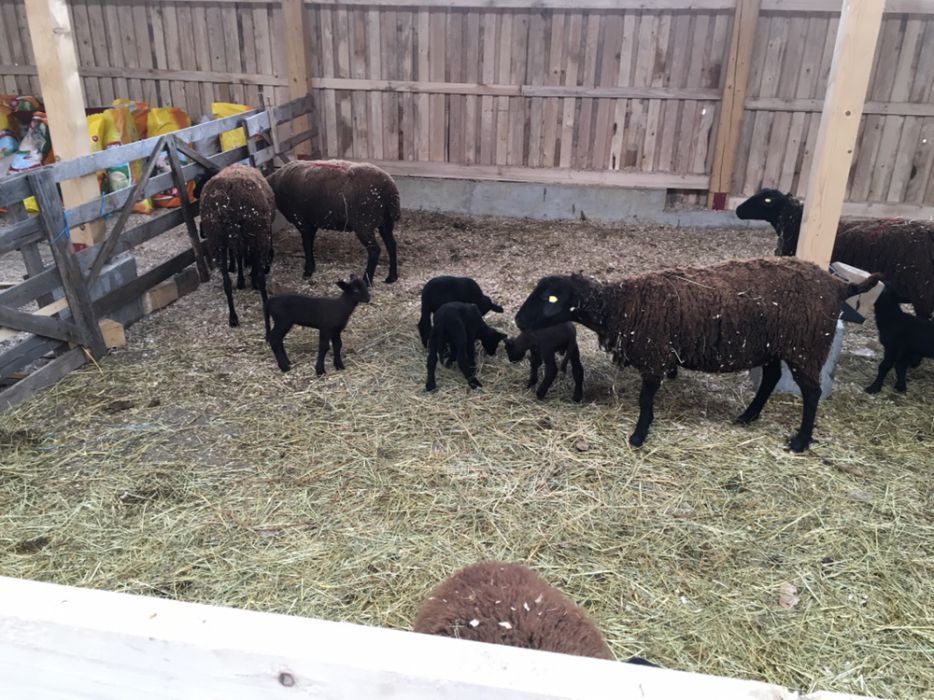 berbeci si oi mielute rasa jura