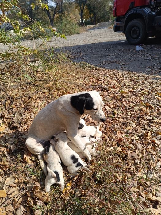 Отдам щенят в хорошие руки