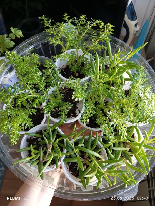 Продам отростки растений укорененые