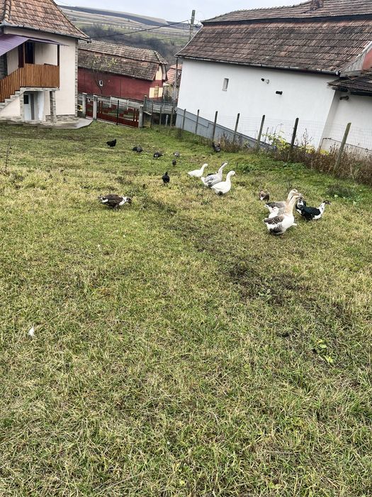 Vand sau schimb to pe animale