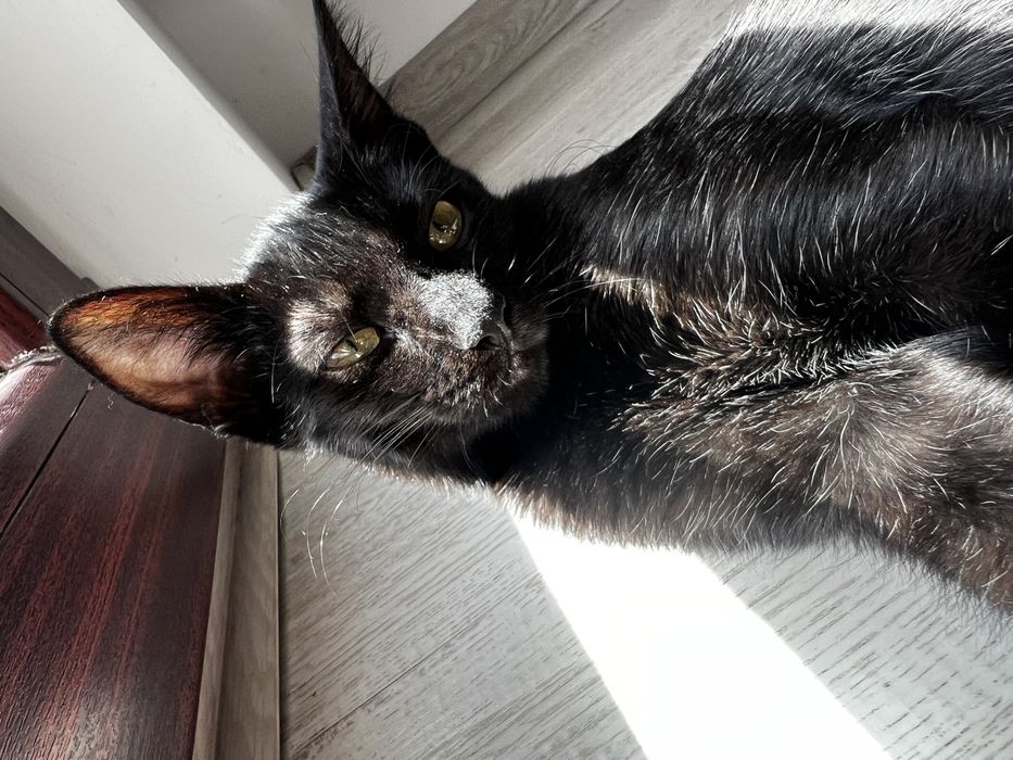 Pisicuta neagră spre adoptie