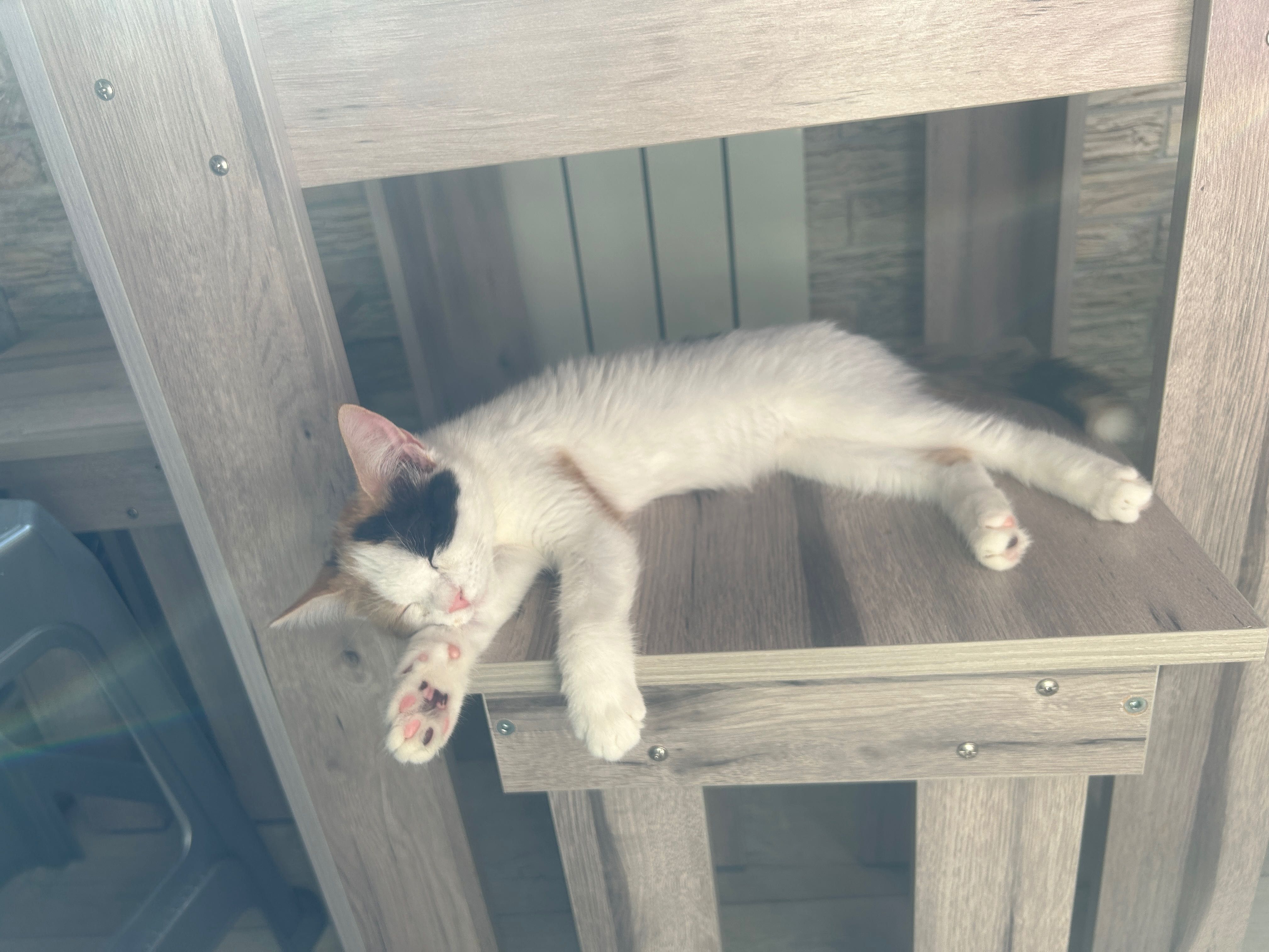 Отдаю котенка в добрые руки !