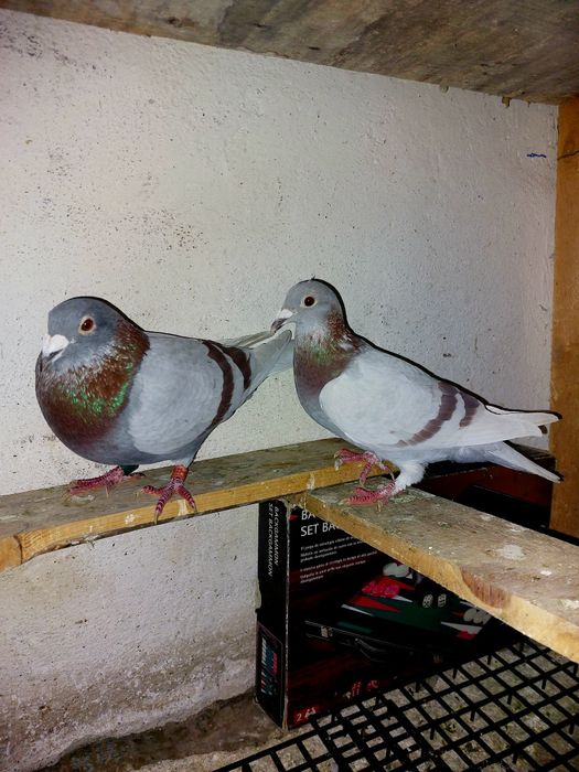 Pereche disponibilă