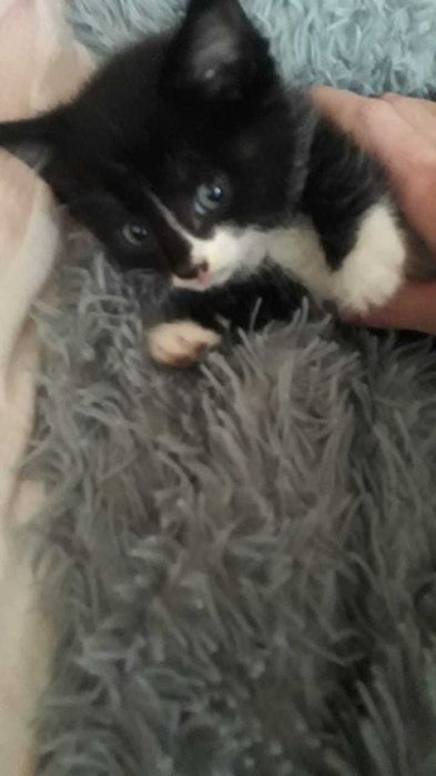 Отдам котенка в хорошие руки