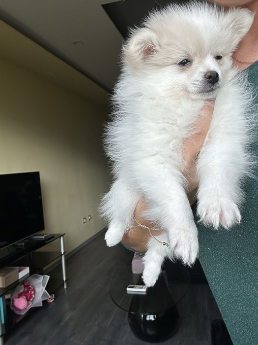 Померан на 2 месеца