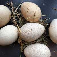 На продажу опладотворенные Индюшинные яйца