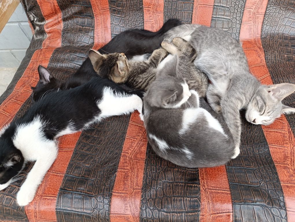 Mushuk bolalari beriladi