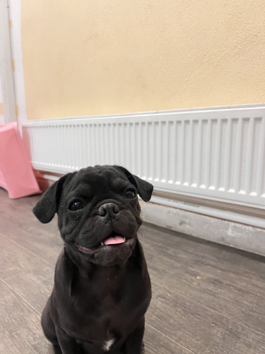 Mascul pug ,mops superb!