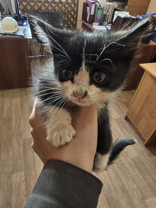 Котенок в добрые руки срочно