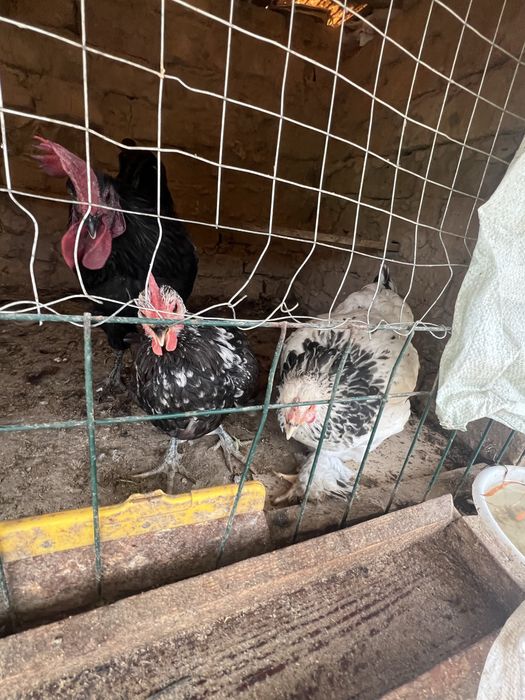 tovu brama uheyil  jojala