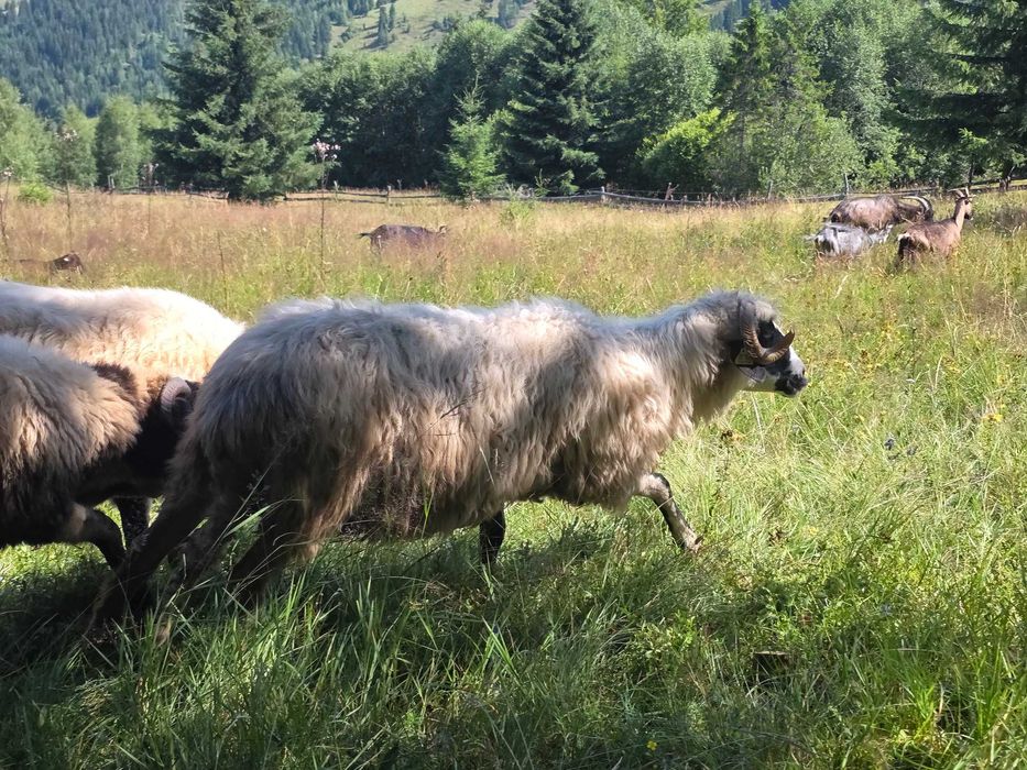 Turcane Breze de Petrosani cu origine