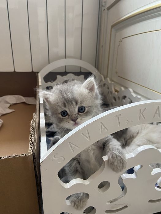 продается котята