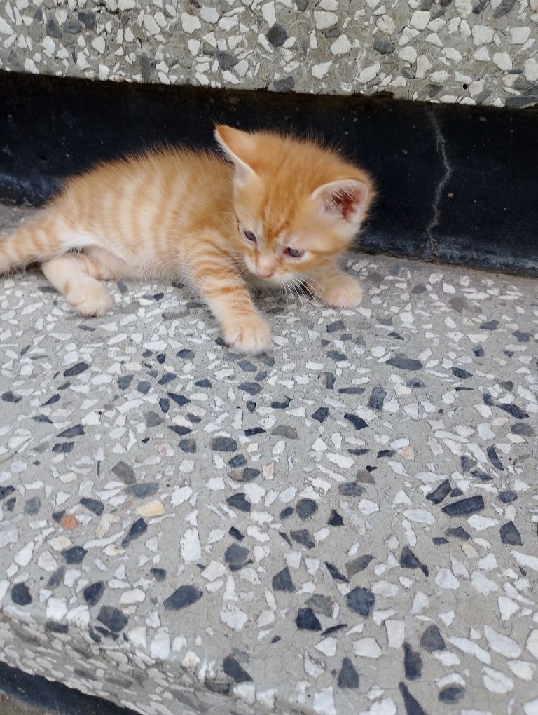 Подарявам котенца