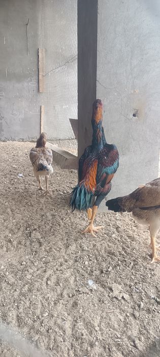 хуроз карис карис тавук шамо тавук сотилади тулакка утди 15ой