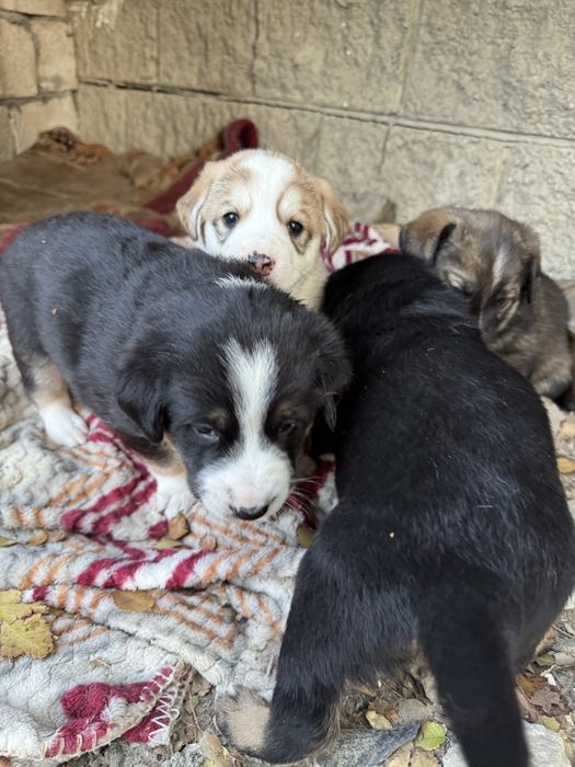 Щенки в добрые руки