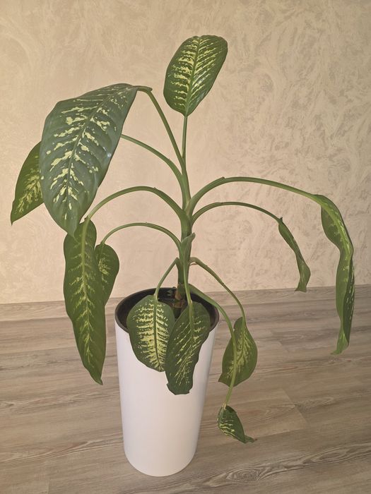 комнатная растения Диффенбахия