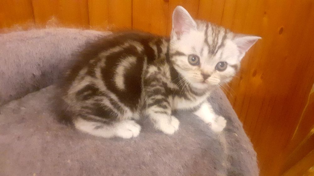 British shorthair silver tabby 3 luni