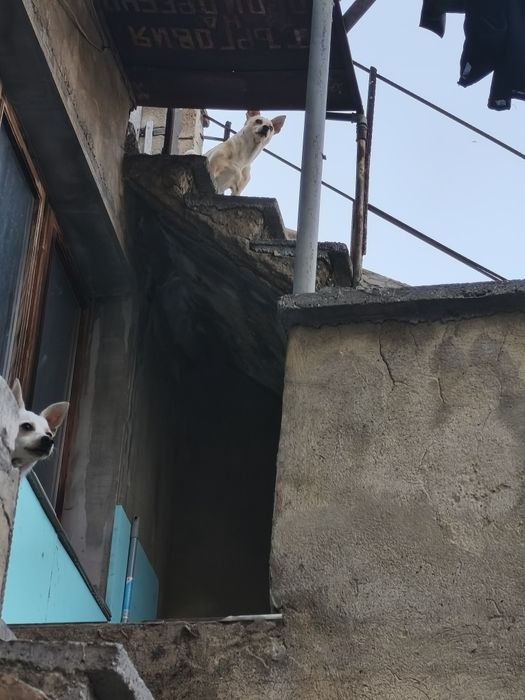 Продавам кученце