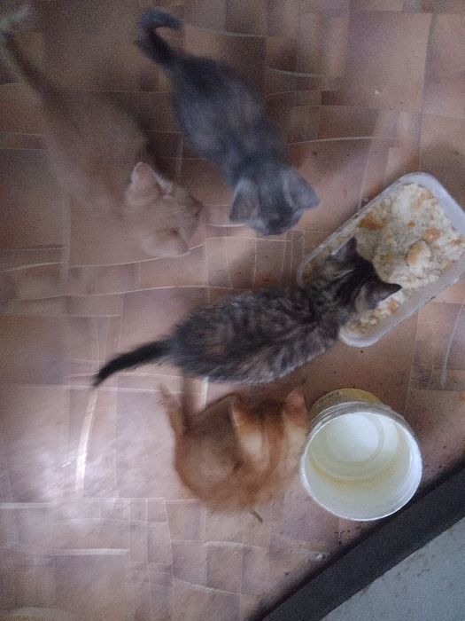 Отдам котят в хорошие руки