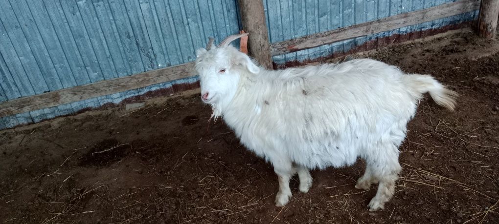 Ешкі малы сатылат