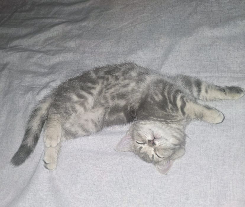 Продается котенок