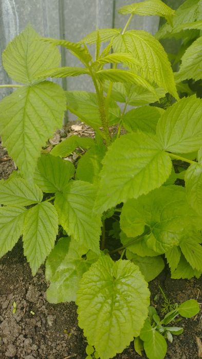 Малина ремонтантная