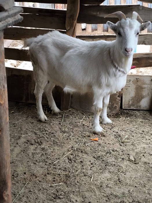 Орыс Ешкілер оптом сатылады