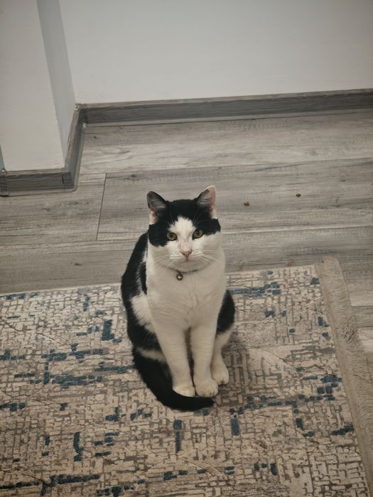 Dau spre adoptie pisic