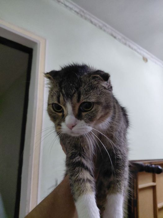 Кошка 6 месяц скоттиш фолд малчик