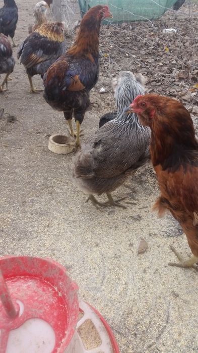 Vând familii de găini Araucana care produc oua verzi fără colesterol