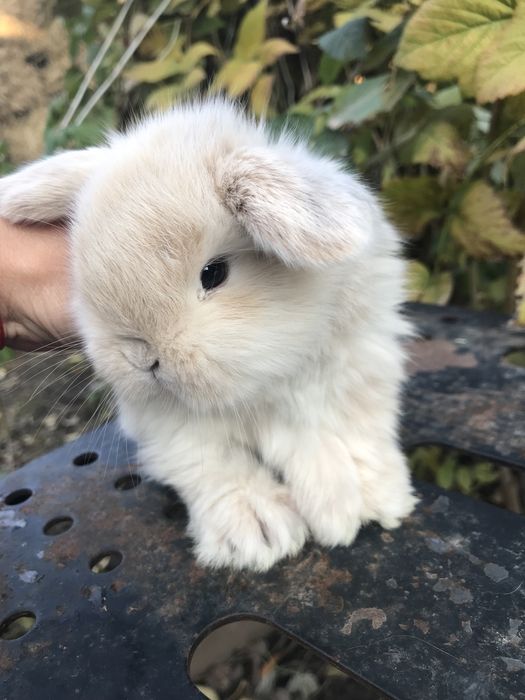 Кролики декоративные карликовые