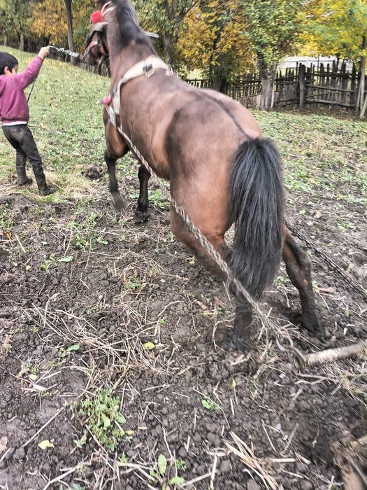 Andrei ionela dumitru