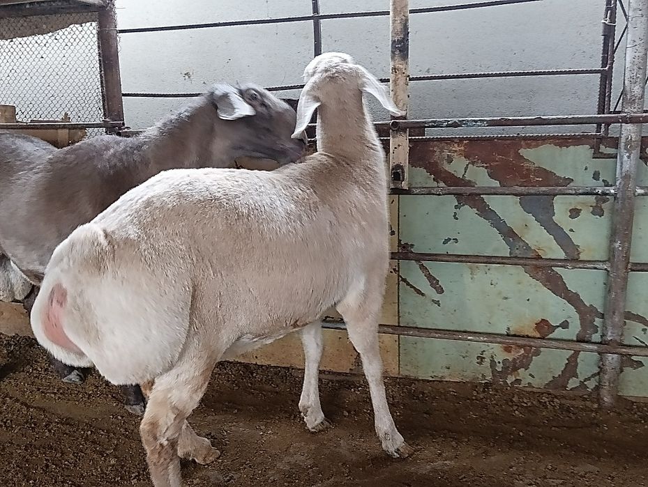 Afĝon qõy sotiladi