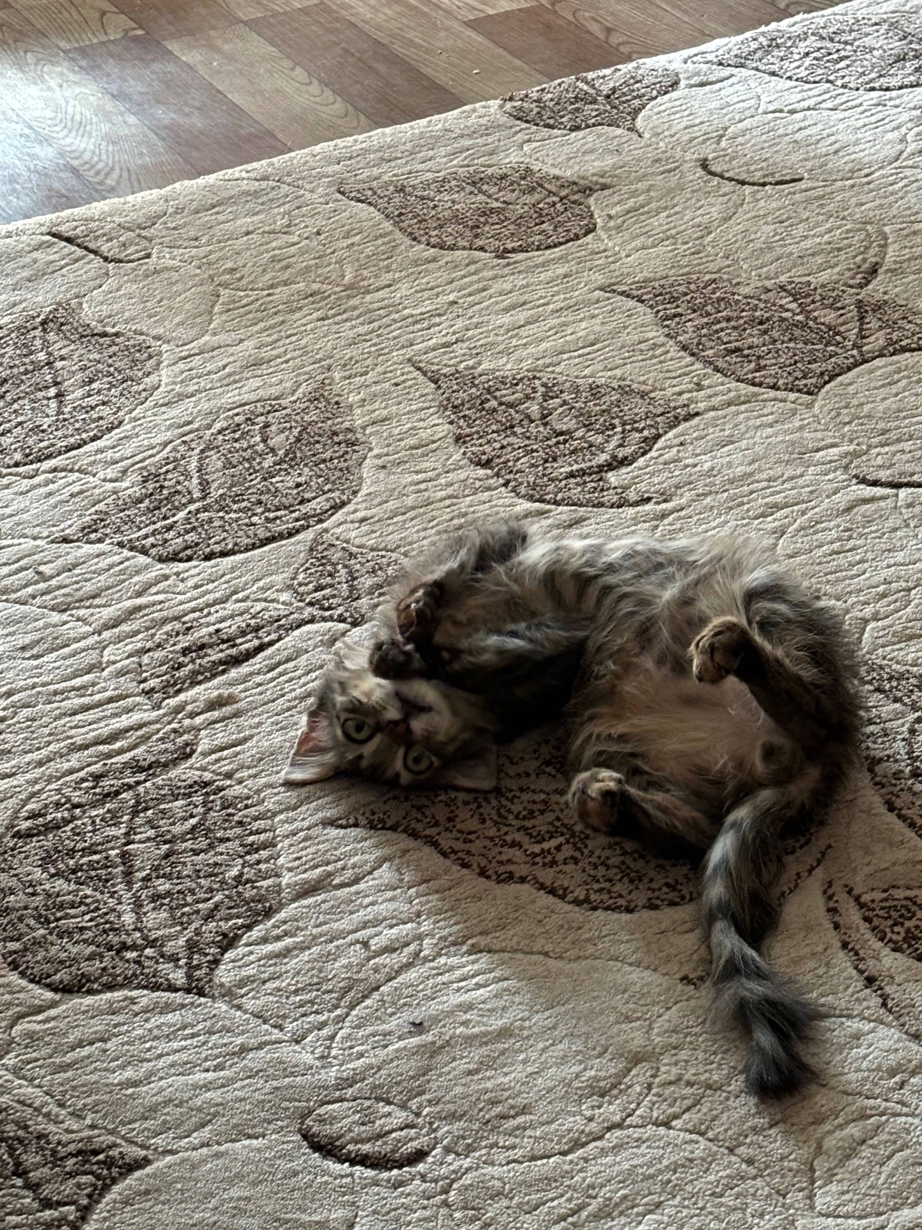 Отдаю кота в хорошие руки