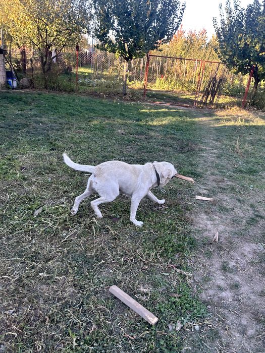 Donez  caine labrador