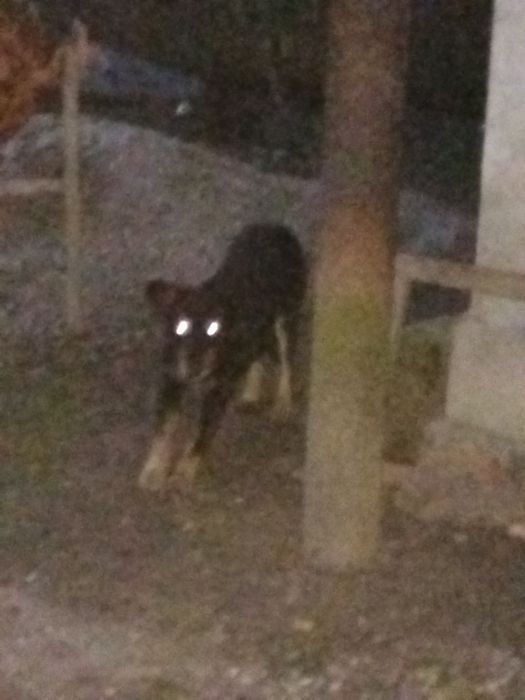 Dau spre adoptie 5 căței frumoși și iubitori