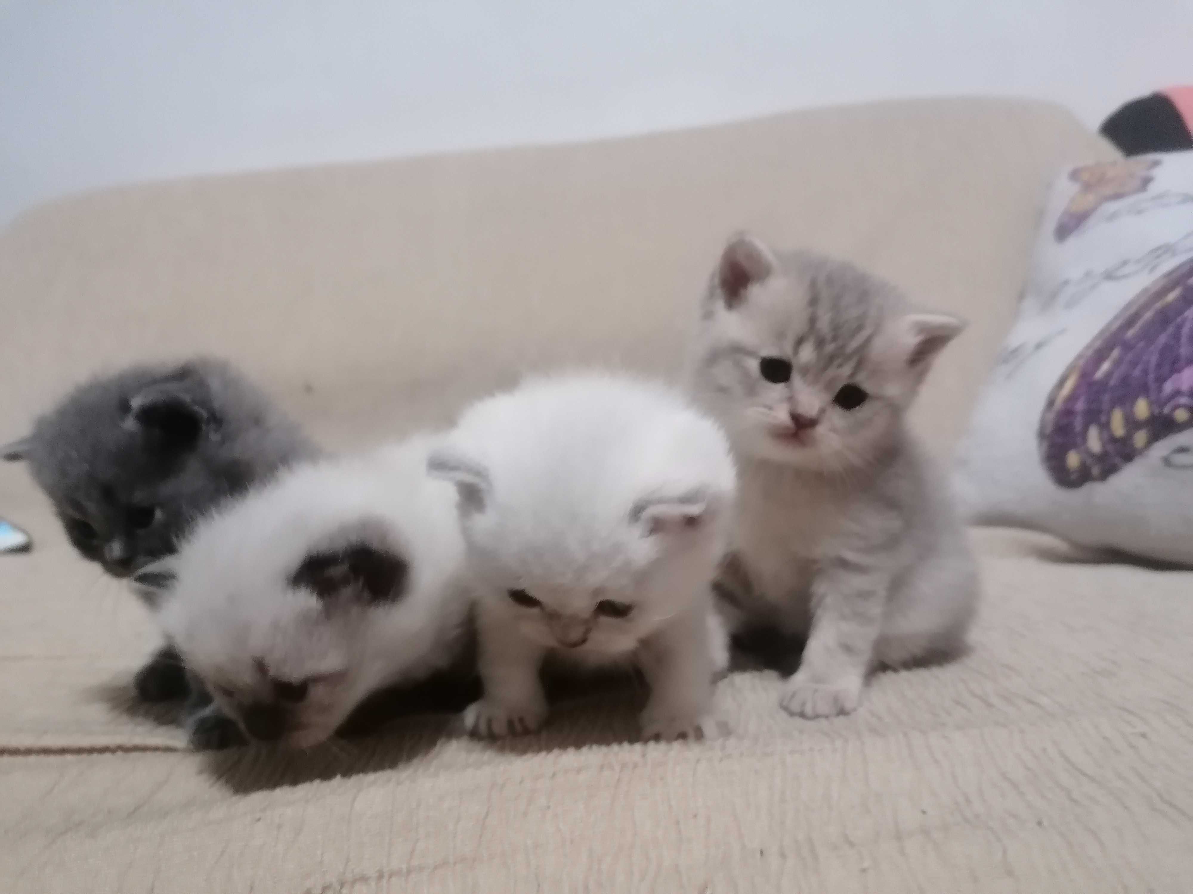 Pui British shorthair