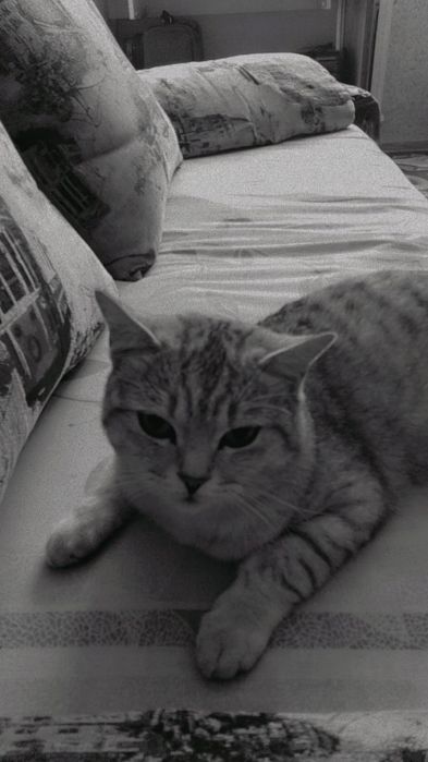 Продам кота шотландский прямоухий